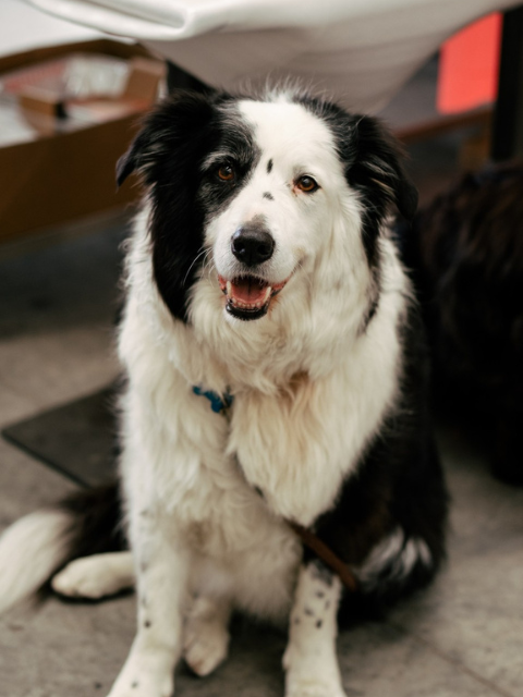Portrait of Yoshi
