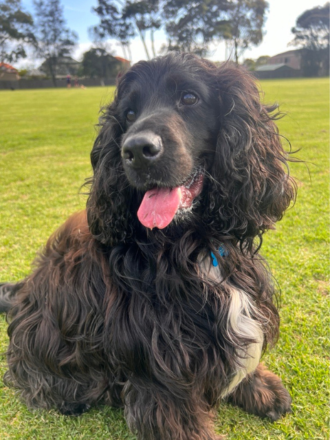 Portrait of Buddy